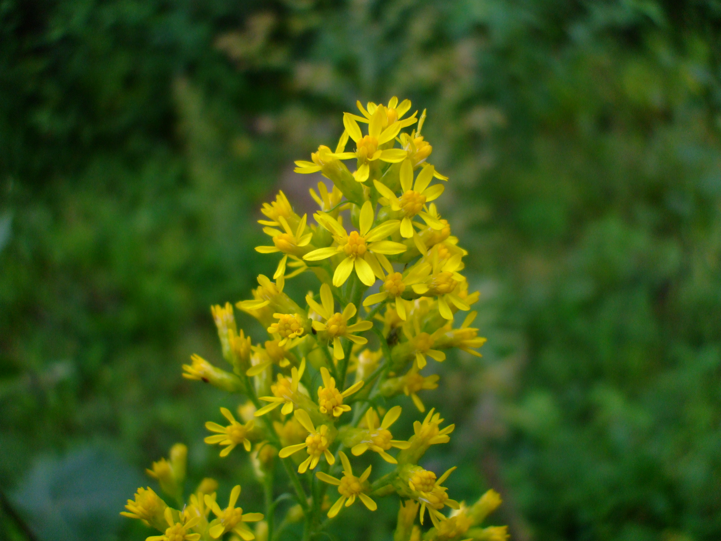 Solidago speciosa